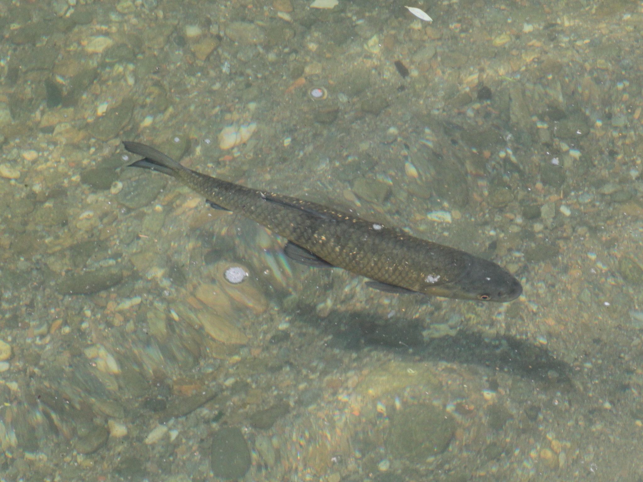 Squalius squalus (Bonaparte, 1837)